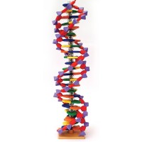 DNA MODEL SET